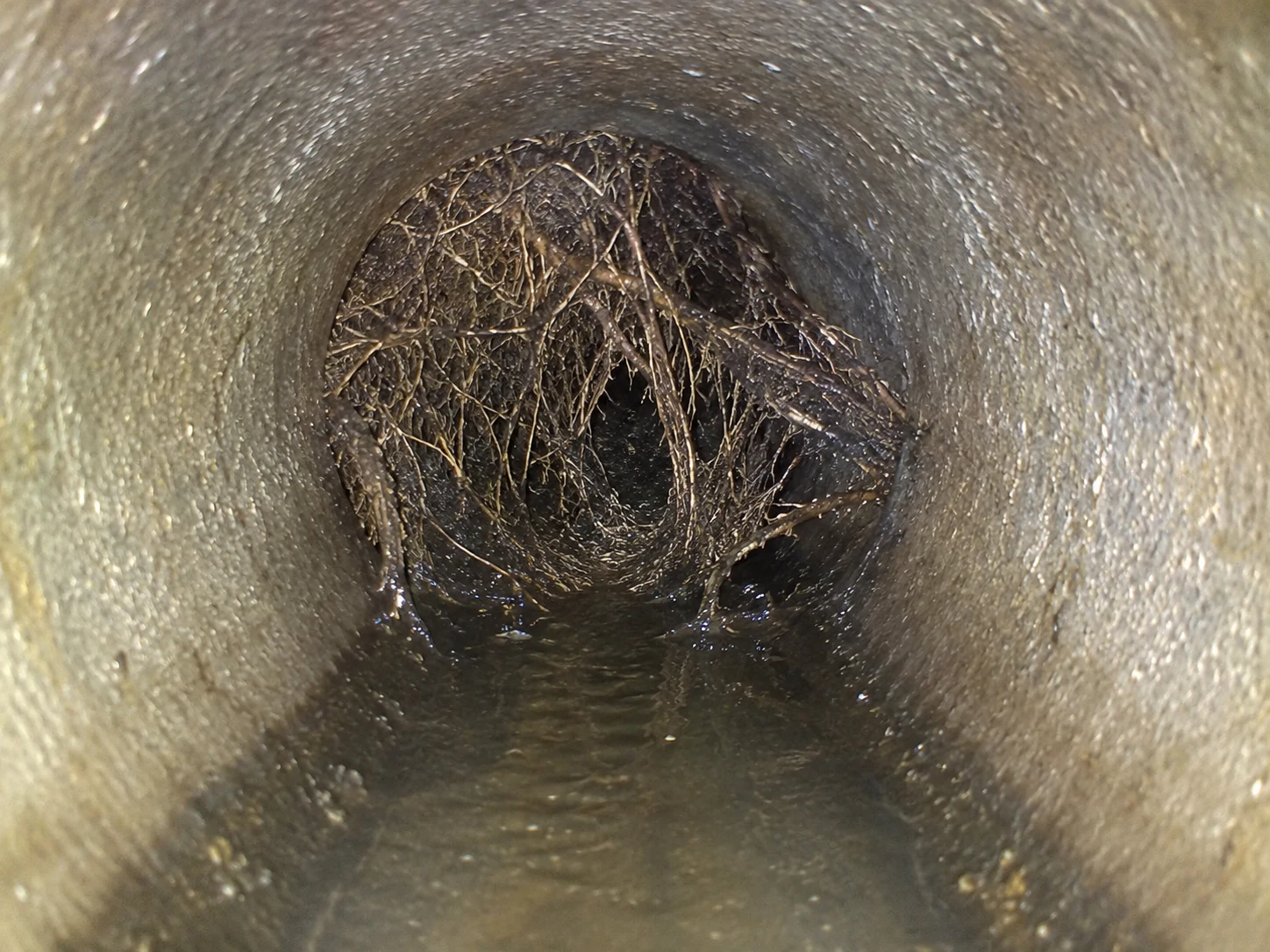 Canalisations cassées ou bouchées par des racines : comment repérer le problème sans tout détruire dans son jardin ?